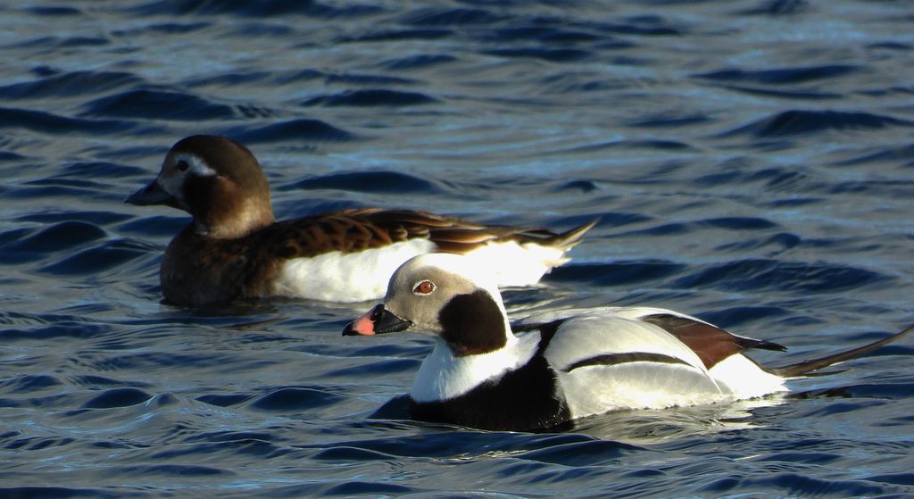 Lodówka, kaczka lodówka (Clangula hyemalis)