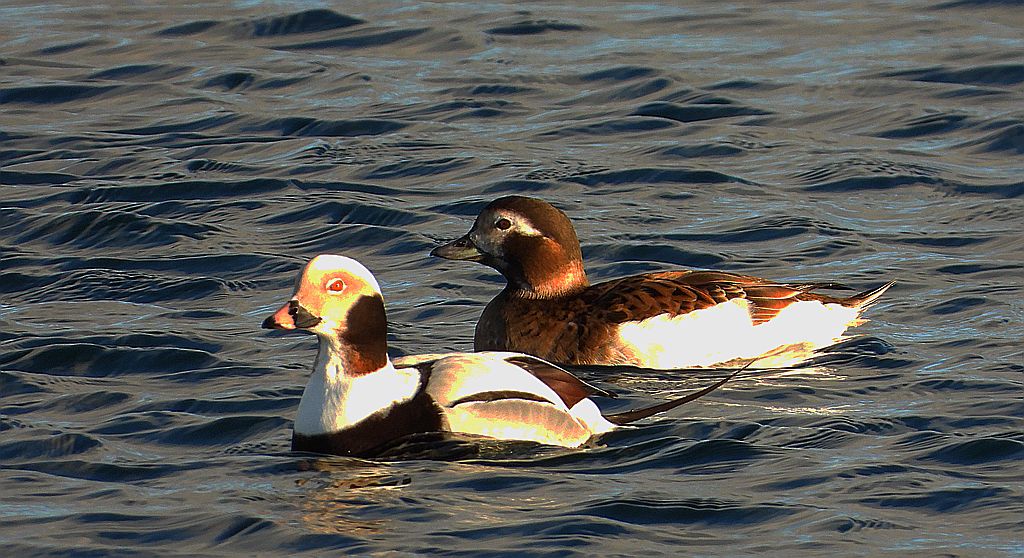 Lodówka, kaczka lodówka (Clangula hyemalis)