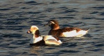 Lodówka, kaczka lodówka (Clangula hyemalis)