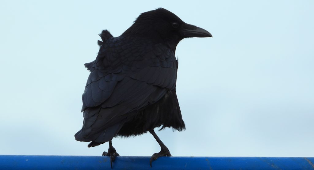 Czarnowron, wrona czarna, wroniec (Corvus corone corone)
