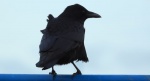 Czarnowron, wrona czarna, wroniec (Corvus corone corone)