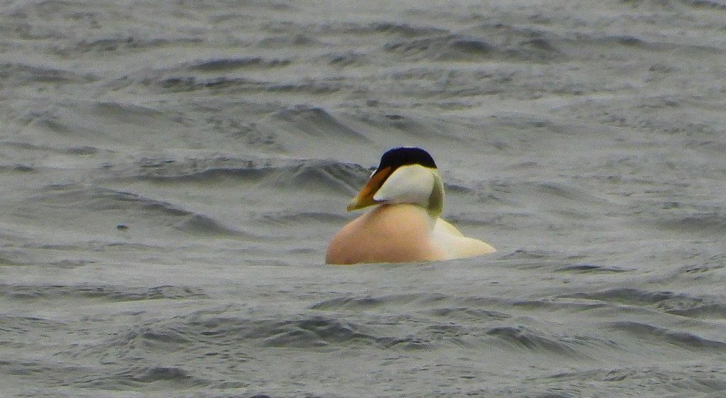 Edredon zwyczajny, kaczka edredonowa, miękkopiór (Somateria mollissima)