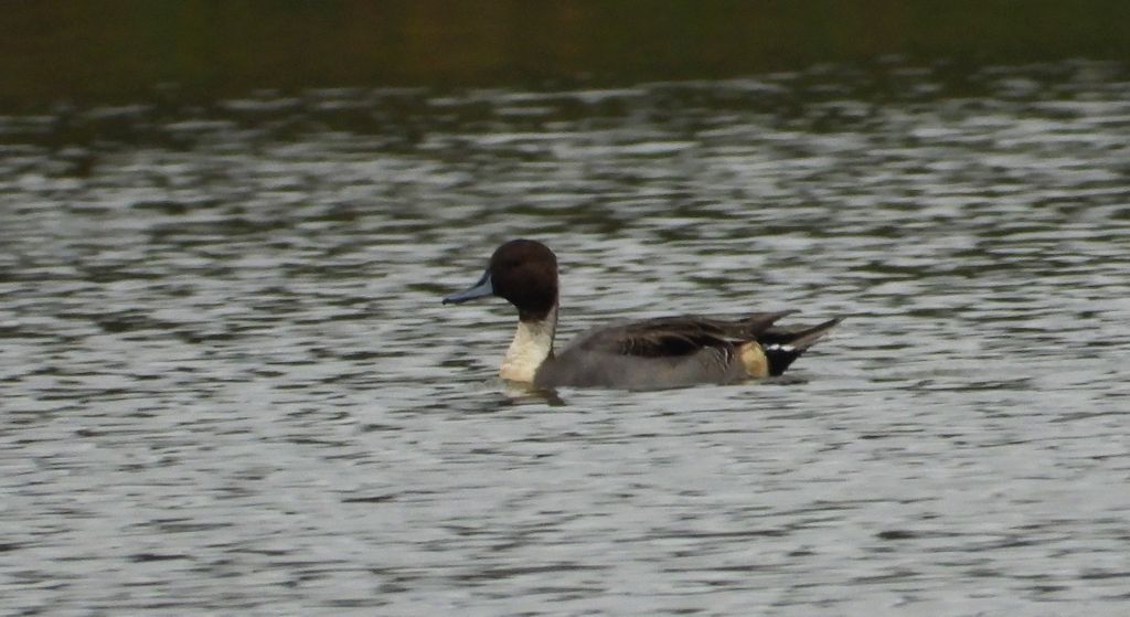 Rożeniec zwyczajny, różeniec (Anas acuta)