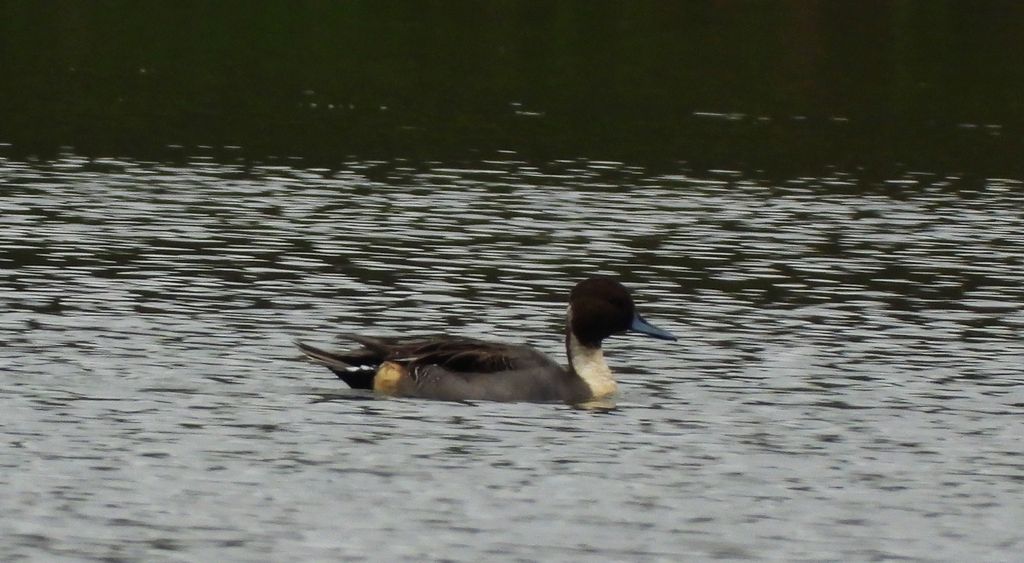 Rożeniec zwyczajny, różeniec (Anas acuta)