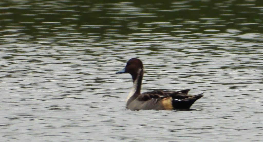 Rożeniec zwyczajny, różeniec (Anas acuta)