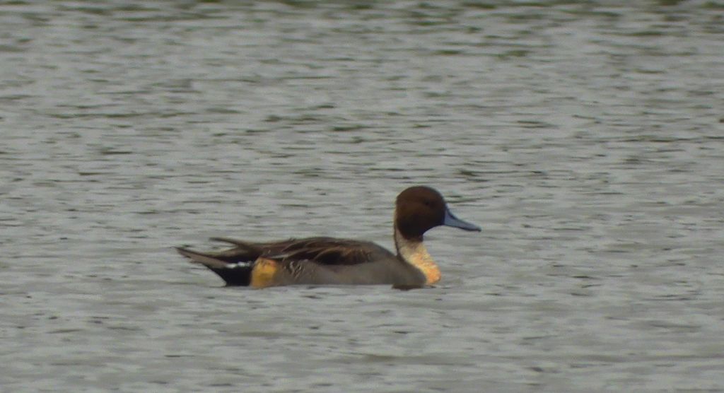 Rożeniec zwyczajny, różeniec (Anas acuta)