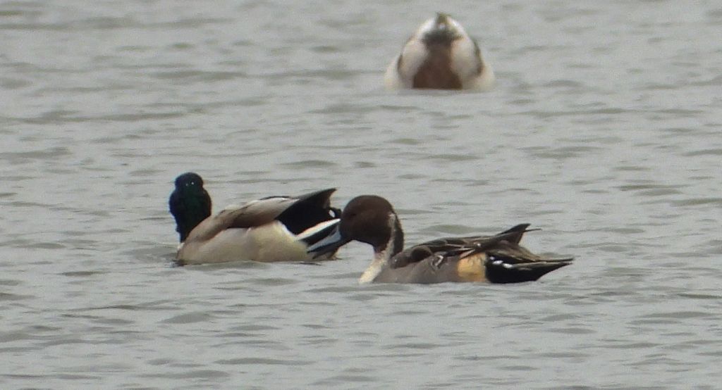 Rożeniec zwyczajny, różeniec (Anas acuta) i krzyżówka zwyczajna, krzyżówka, kaczka krzyżówka (Anas platyrhynchos)