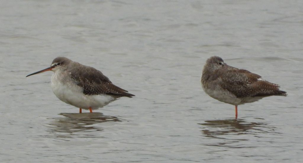 Brodziec śniady (Tringa erythropus)