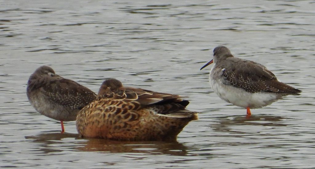 Cyraneczka zwyczajna, cyraneczka (Anas crecca) i brodziec śniady (Tringa erythropus)