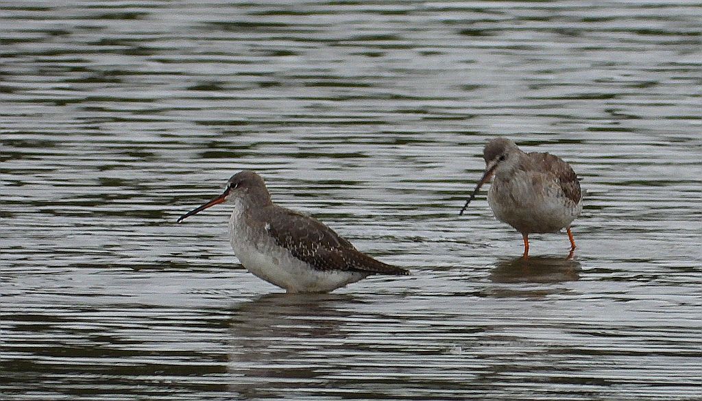 Brodziec śniady (Tringa erythropus)