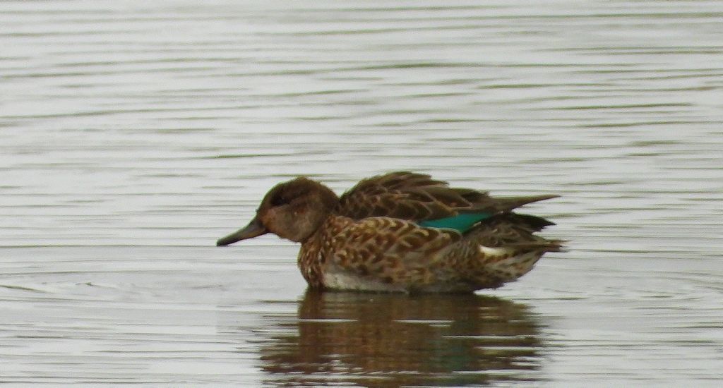 Cyraneczka zwyczajna, cyraneczka (Anas crecca)