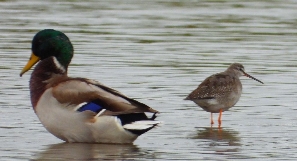 Brodziec śniady (Tringa erythropus) i krzyżówka zwyczajna, krzyżówka, kaczka krzyżówka (Anas platyrhynchos)