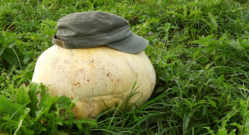Czasznica olbrzymia, purchawica olbrzymia (Calvatia gigantea)