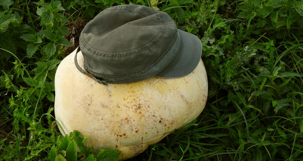 Czasznica olbrzymia, purchawica olbrzymia (Calvatia gigantea)