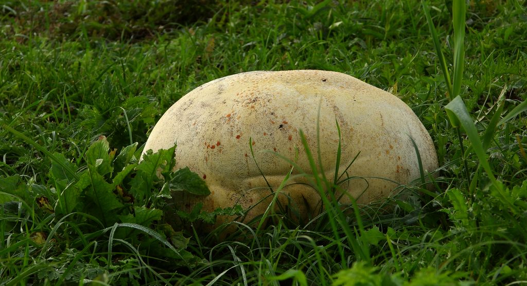 Czasznica olbrzymia, purchawica olbrzymia (Calvatia gigantea)