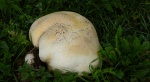 Czasznica olbrzymia, purchawica olbrzymia (Calvatia gigantea)