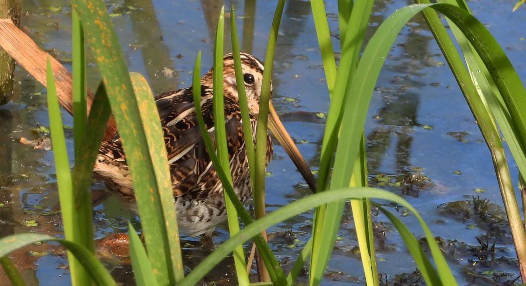 Kszyk, bekas kszyk, bekas baranek (Gallinago gallinago)