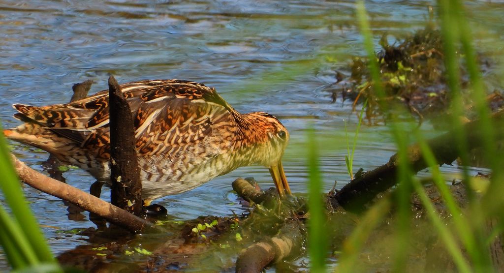 Kszyk, bekas kszyk, bekas baranek (Gallinago gallinago)
