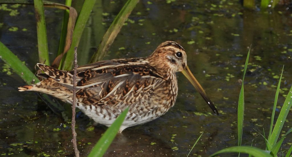 Kszyk, bekas kszyk, bekas baranek (Gallinago gallinago)