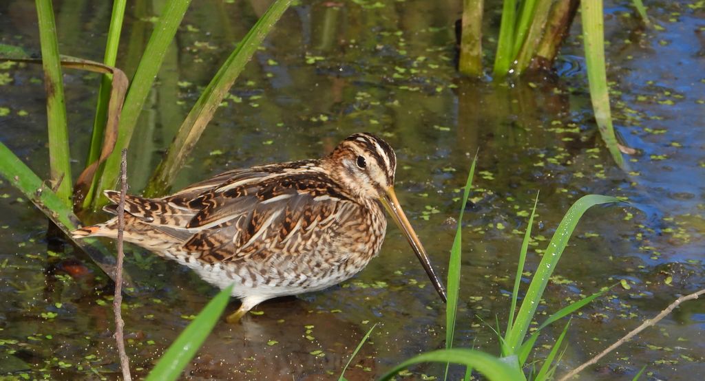 Kszyk, bekas kszyk, bekas baranek (Gallinago gallinago)
