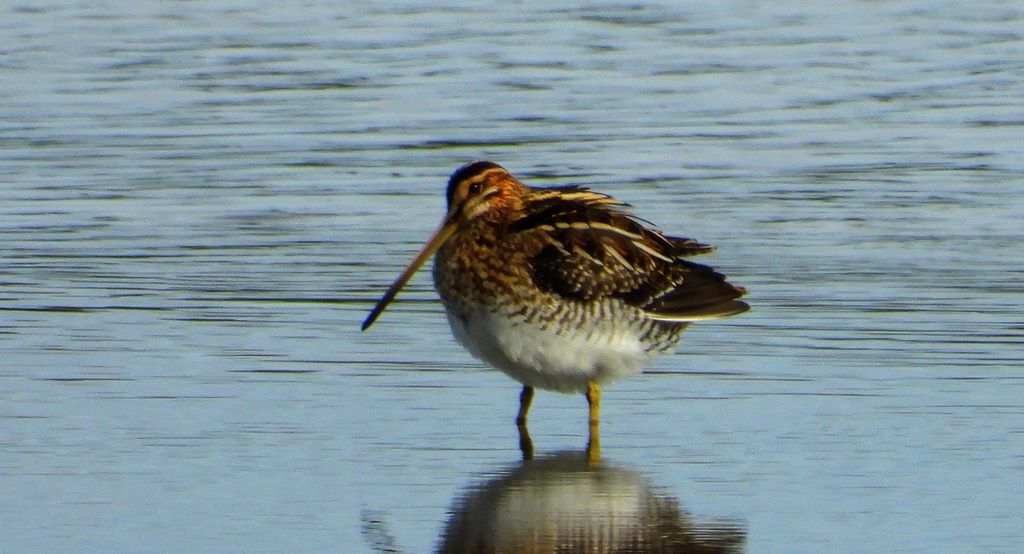 Kszyk, bekas kszyk, bekas baranek (Gallinago gallinago)