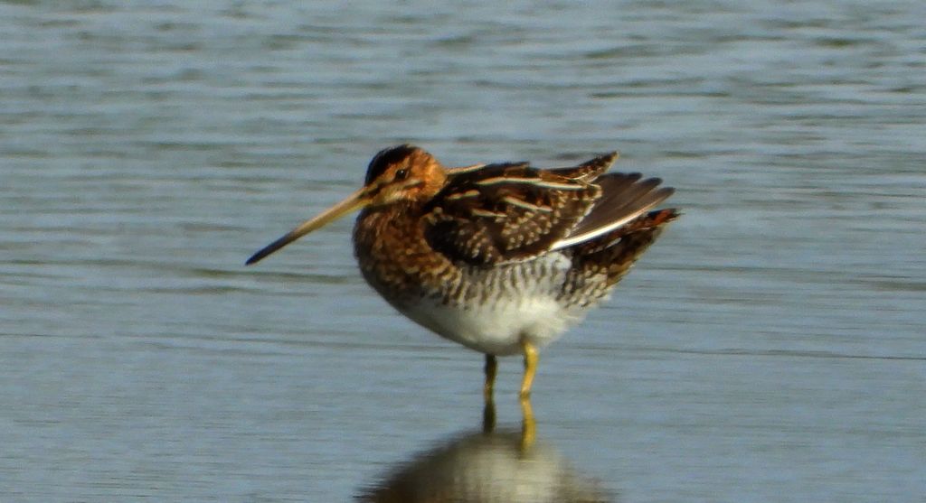 Kszyk, bekas kszyk, bekas baranek (Gallinago gallinago)