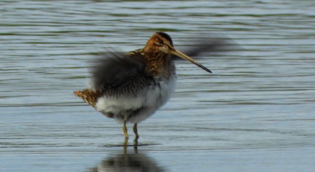 Kszyk, bekas kszyk, bekas baranek (Gallinago gallinago)