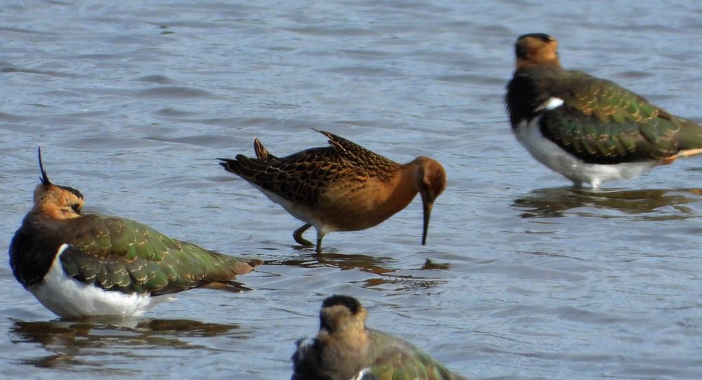 Batalion, bojownik batalion, bojownik zmienny, biegus bojownik, bojownik odmienny (Calidris pugnax)