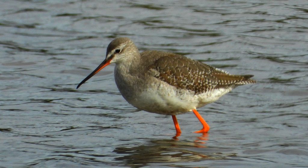 Brodziec śniady (Tringa erythropus)