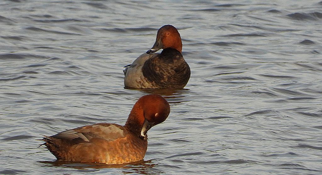 Głowienka, kaczka rdzawogłowa, kaczka czerwonoszyja, kaczka kasztanowata (Aythya ferina)