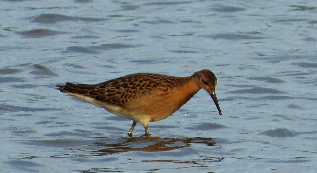Batalion, bojownik batalion, bojownik zmienny, biegus bojownik, bojownik odmienny (Calidris pugnax)