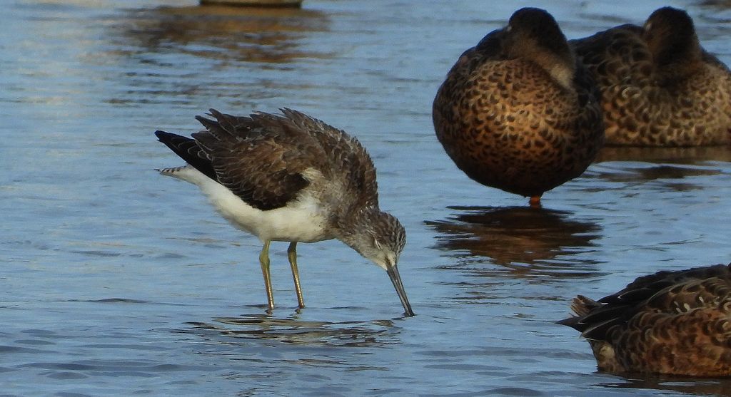 Kwokacz, brodziec kwokacz (Tringa nebularia)