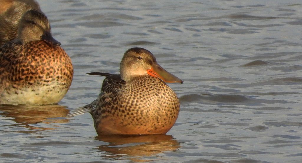 Płaskonos (Spatula clypeata)