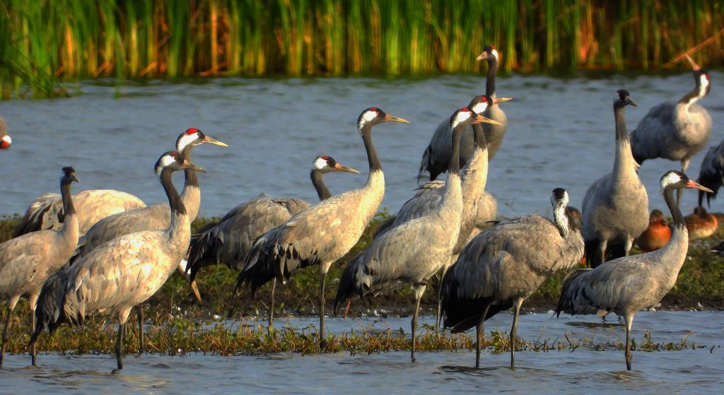 Żuraw, żuraw popielaty, żuraw szary (Grus grus)