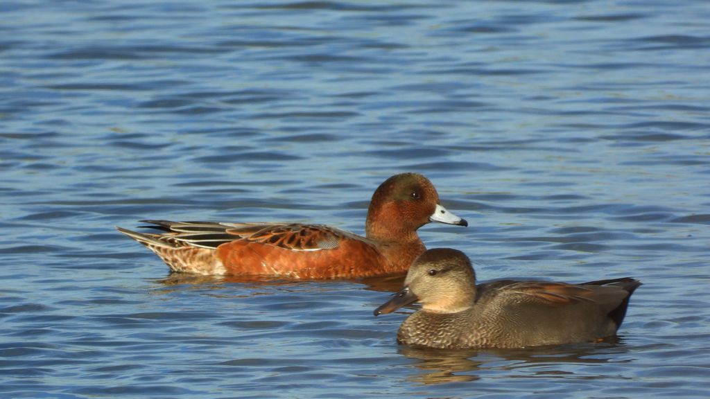Świstun (Mareca penelope)