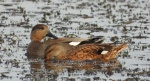 Krakwa, kaczka krakwa (Mareca strepera)