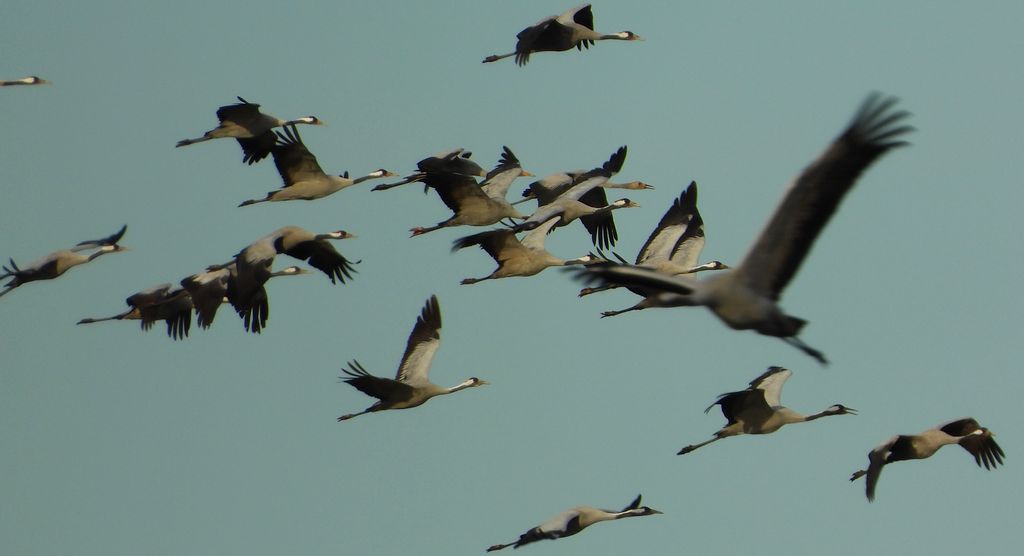 Żuraw, żuraw popielaty, żuraw szary (Grus grus)