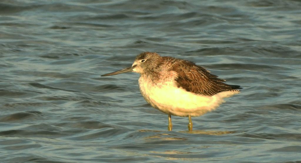 Kwokacz, brodziec kwokacz (Tringa nebularia)