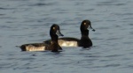 Czernica, kaczka czernica, kaczka czubata, kaczka czarnoczuba (Aythya fuligula)