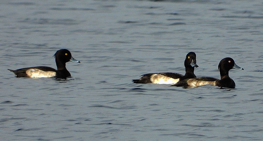 Czernica, kaczka czernica, kaczka czubata, kaczka czarnoczuba (Aythya fuligula)