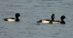 Czernica, kaczka czernica, kaczka czubata, kaczka czarnoczuba (Aythya fuligula)