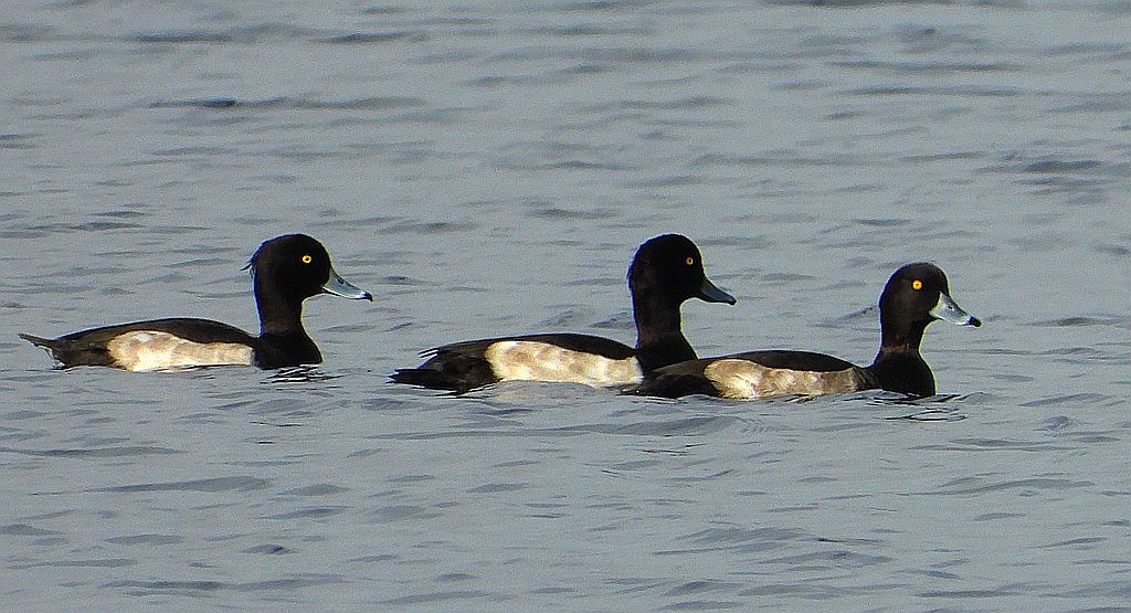 Czernica, kaczka czernica, kaczka czubata, kaczka czarnoczuba (Aythya fuligula)