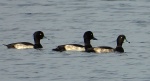 Czernica, kaczka czernica, kaczka czubata, kaczka czarnoczuba (Aythya fuligula)