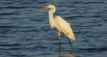 Czapla biała (Ardea alba)