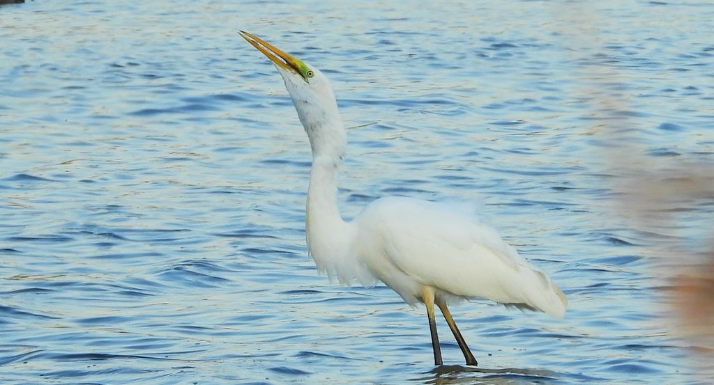 Czapla biała (Ardea alba)