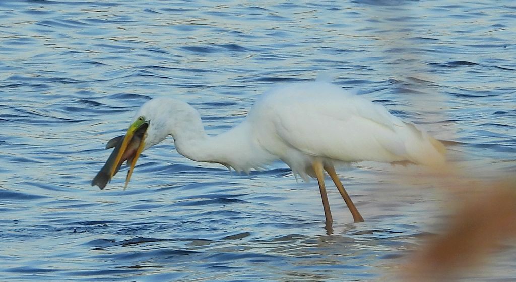Czapla biała (Ardea alba)