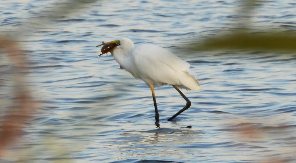 Czapla biała (Ardea alba)