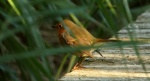 Rudzik, rudzik zwyczajny, raszka (Erithacus rubecula)