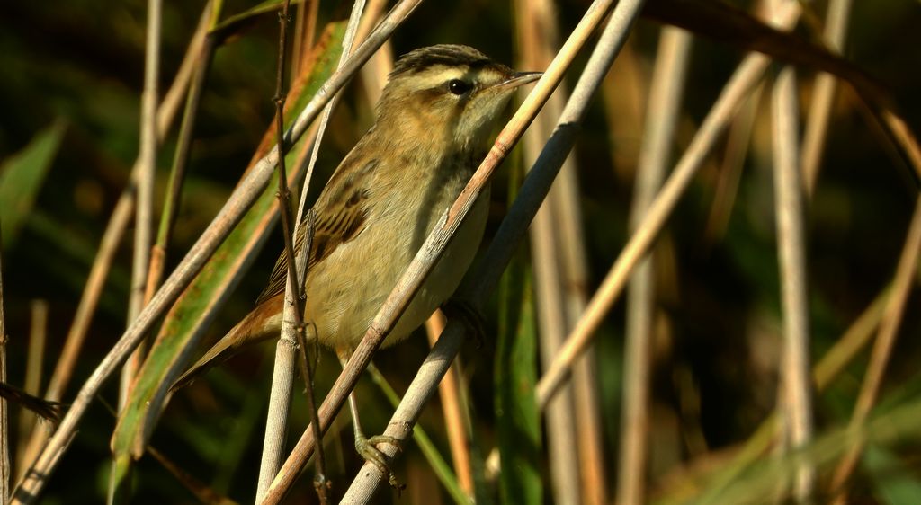 Rokitniczka (Acrocephalus schoenobaenus)