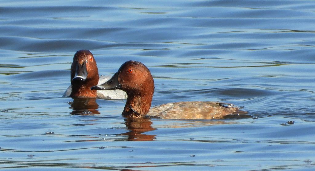 Głowienka, kaczka rdzawogłowa, kaczka czerwonoszyja, kaczka kasztanowata (Aythya ferina)